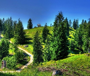 Droga, Drzewa, Domek, Wzgórze
