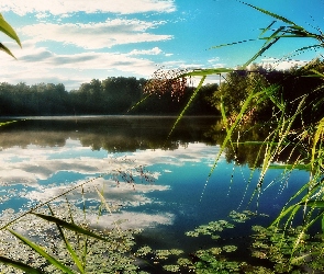 Jezioro, Odbicie, Niebo, Poranek, Trawy