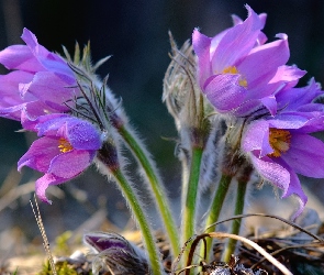 Sasanka, Kwiaty