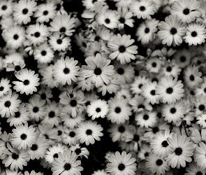 Kwiaty, Białe, Efekt, Czarno