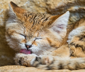 Język, Kot