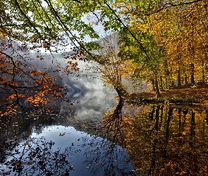Las, Jezioro, Jesień