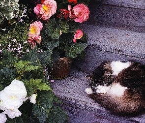Kot, Begonia, Kwiaty, Schody, Śpiący