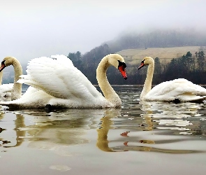 Jezioro, Mgła, Łabędzie