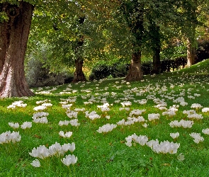 Anglia, Park, Krokusy, Łąka