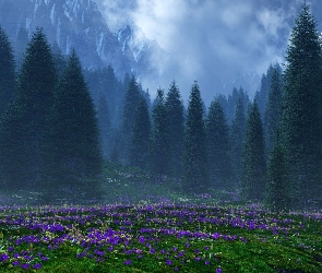 Fioletowe, Mgła, Góry, Drzewa, Kwiaty