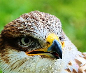 Jastrząb, Oko, Dziób, Głowa