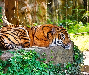 Kamień, Odpoczynek, Tygrys