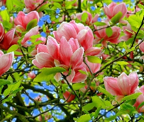 Magnolia, Różowa