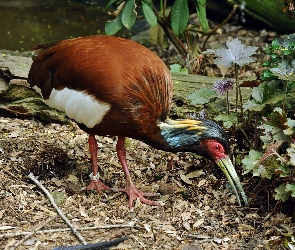 Ibis, Roślinność, Madagaskarski