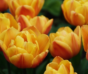 Żółte, Tulipany