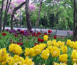 Park, Tulipany, Kwitnące, Droga, Wiosna