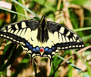 Paź, Trawy, Źdźbła, Królowej