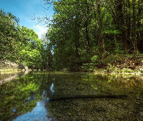 Rzeka, Las