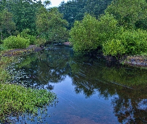 Drzewa, Rzeka
