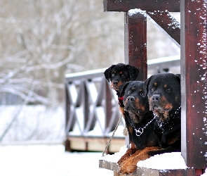 Trzy, Weranda, Zima, Rottweilery