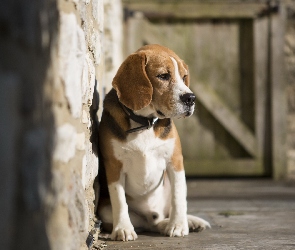 Pies, Obroża, Ściana, Beagle