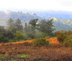 Góry, Las