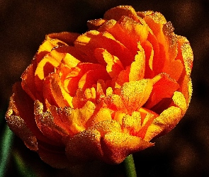 Rosy, Kropelki, Tulipan, Płatki