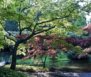 Rzeczka, Światło, Przebijające, Mostek, Park