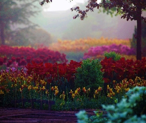 Tulipany, Ogród, Kolorowe