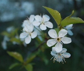 Kwiat, Śliwy