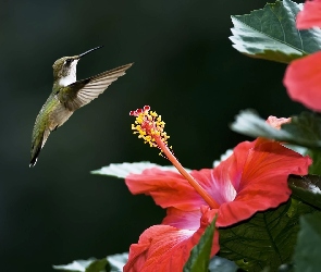 Koliber, Hibiskus
