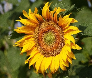 Słonecznik