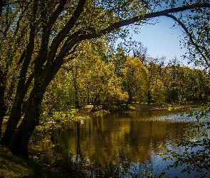 Jezioro, Drzewa