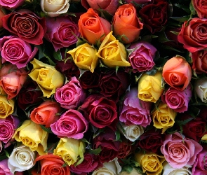 Kwiaty, Róże, Bukiet
