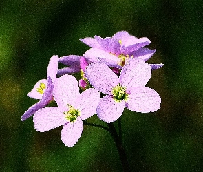 Fioletowe, Płatki, Maciejka