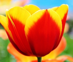 Czerwony, Tulipan, Żółto