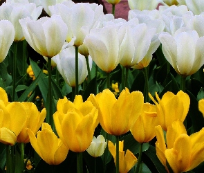 Tulipany