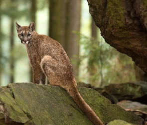 Skały, Las, Puma