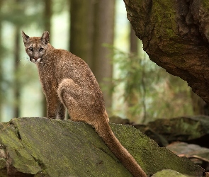 Puma, Las, Skały