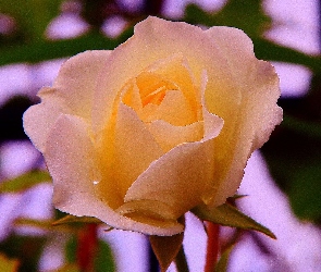 Krople, Rosy, Róża