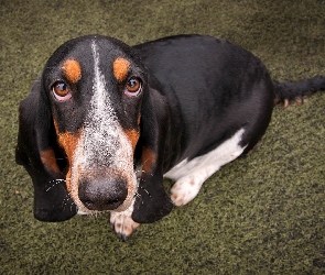 Smutne, Oczy, Basset
