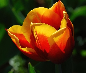 Żółty, Tulipan, Pomarańczowo