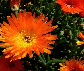 Pomarańczowe, Kwiaty