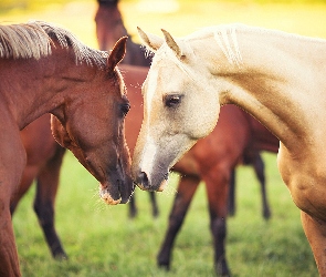 Konie, Trawa