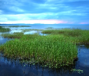 Jezioro, Trawa