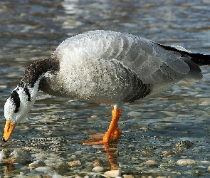 Gęś, Tybetańska