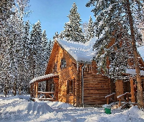 Światło, Przebijające, Las, Zima, Drewniany, Dom
