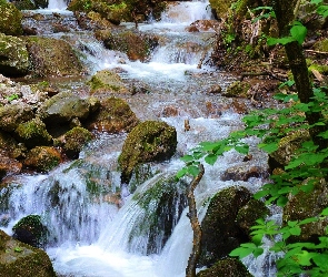 Potok, Roślinność, Kamienie