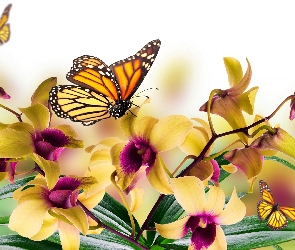 Żółte, Motyle, Storczyki