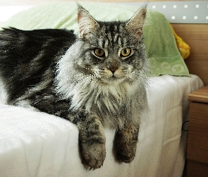 Kotek, Łóżko, Maine Coon