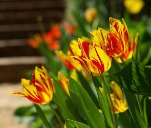 Czerwone, Tulipany, Żółto