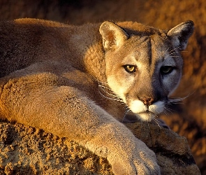 Łapa, Puma