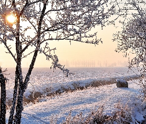 Zima, Pola, Słońce, Drzewa