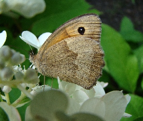 Motyl, Bzu, Kwiat